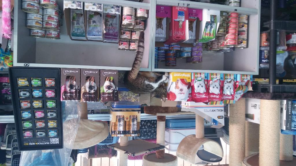 ציפורים בראש ציפורים בראש