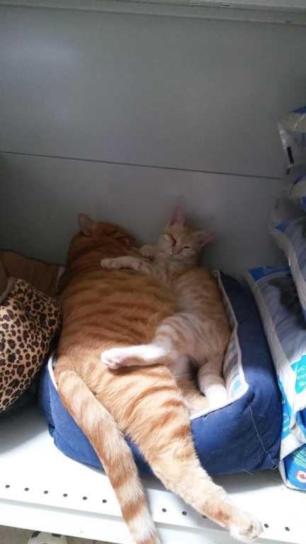 ציפורים בראש ציפורים בראש