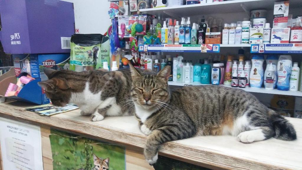 ציפורים בראש ציפורים בראש