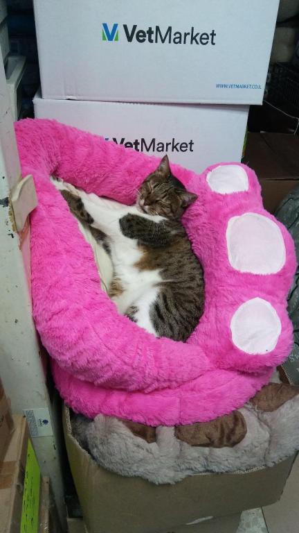 ציפורים בראש ציפורים בראש