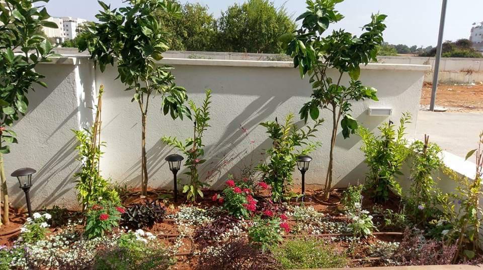 פאלם ביץ' גינון פאלם ביץ' גינון