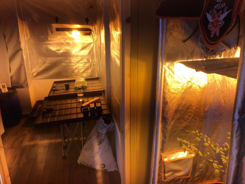 עלים ירוקים הידרופוניקס עלים ירוקים הידרופוניקס