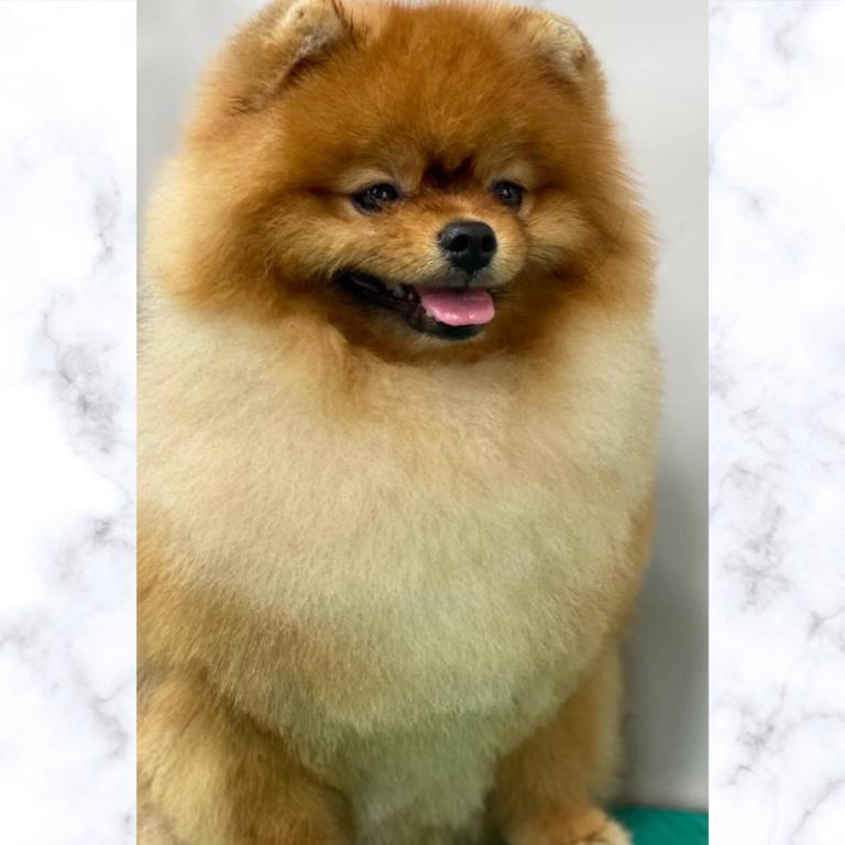 לולה ספא לולה ספא