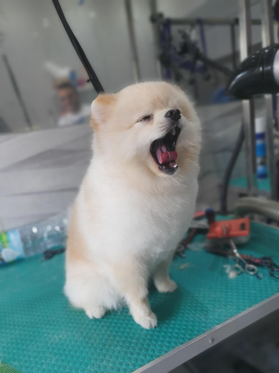 לולה ספא לולה ספא