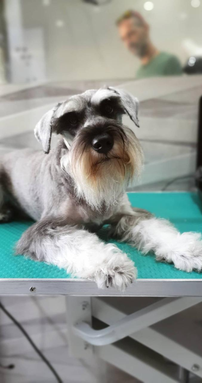 לולה ספא לולה ספא