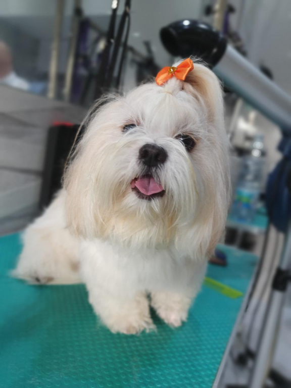 לולה ספא לולה ספא