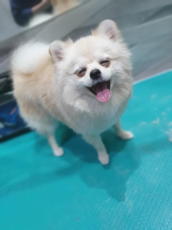 לולה ספא לולה ספא