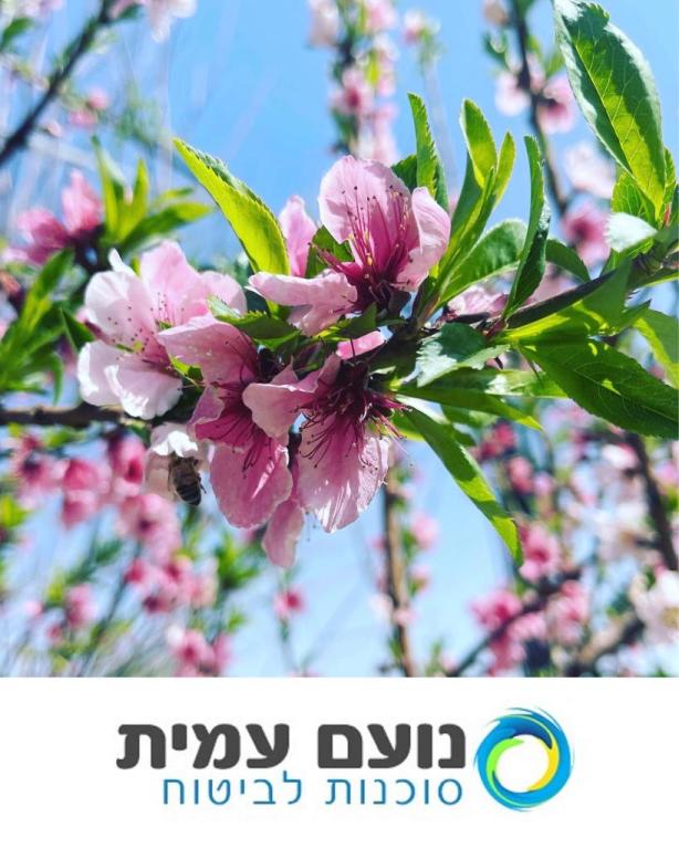 נועם עמית סוכנות לביטוח נועם עמית סוכנות לביטוח