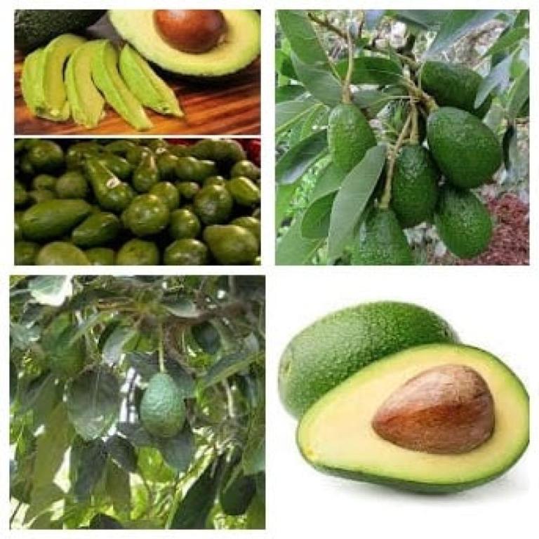 שוק רוממה שוק רוממה