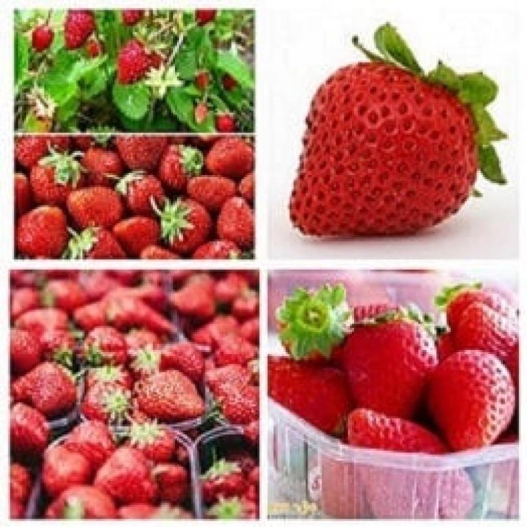 שוק רוממה שוק רוממה