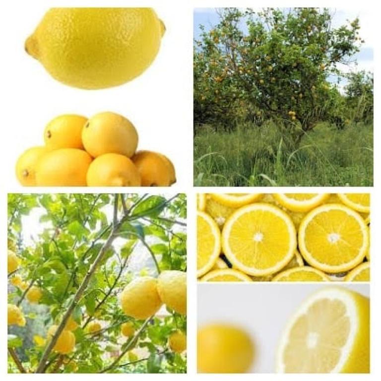 שוק רוממה שוק רוממה