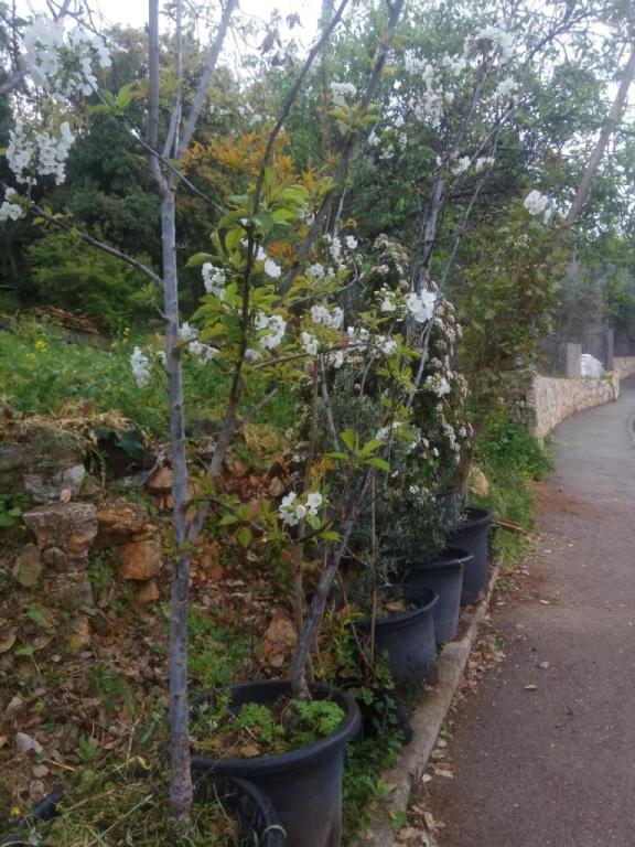 משתלה אמירים משתלה אמירים
