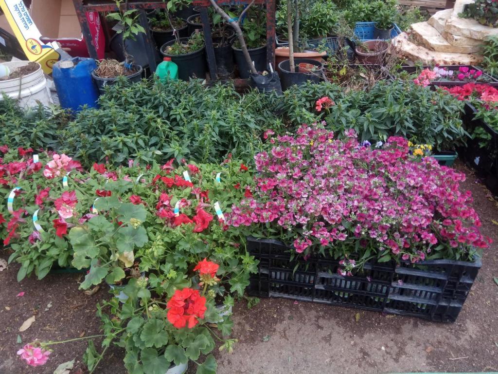 משתלה אמירים משתלה אמירים