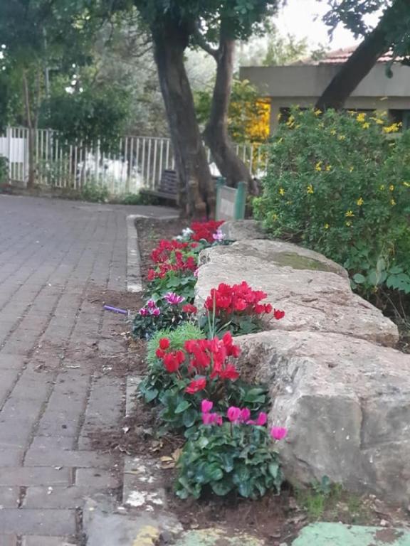 משתלה אמירים משתלה אמירים