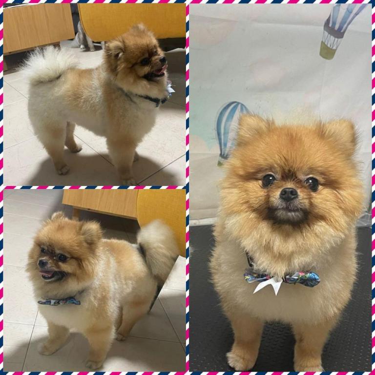 יוסי ספר כלבים יוסי ספר כלבים