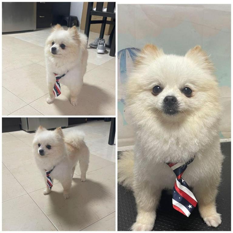 יוסי ספר כלבים יוסי ספר כלבים