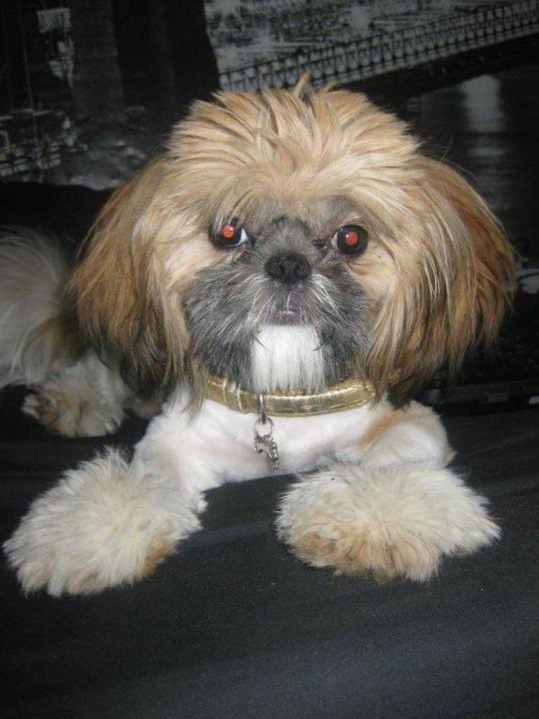 יוסי ספר כלבים יוסי ספר כלבים