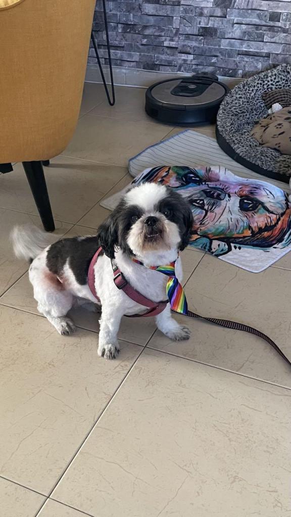 יוסי ספר כלבים יוסי ספר כלבים