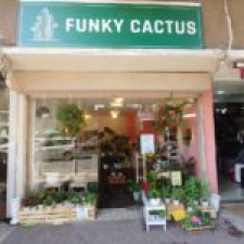funky cactus