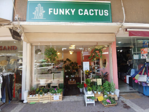 funky cactus