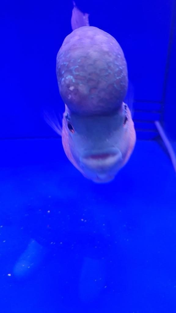 אקווריום סנטר אקווריום סנטר