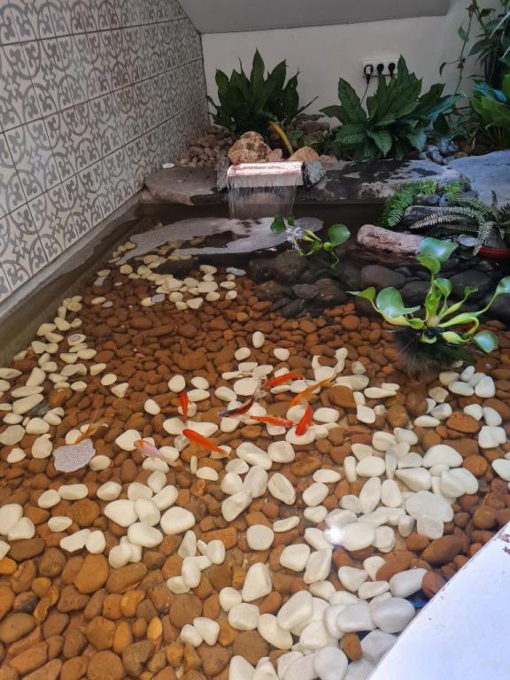 אקווריום סנטר אקווריום סנטר