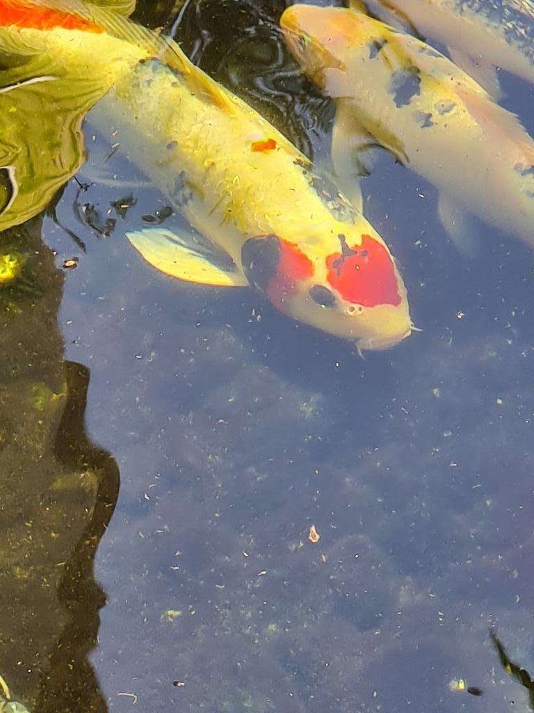 אקווריום סנטר אקווריום סנטר