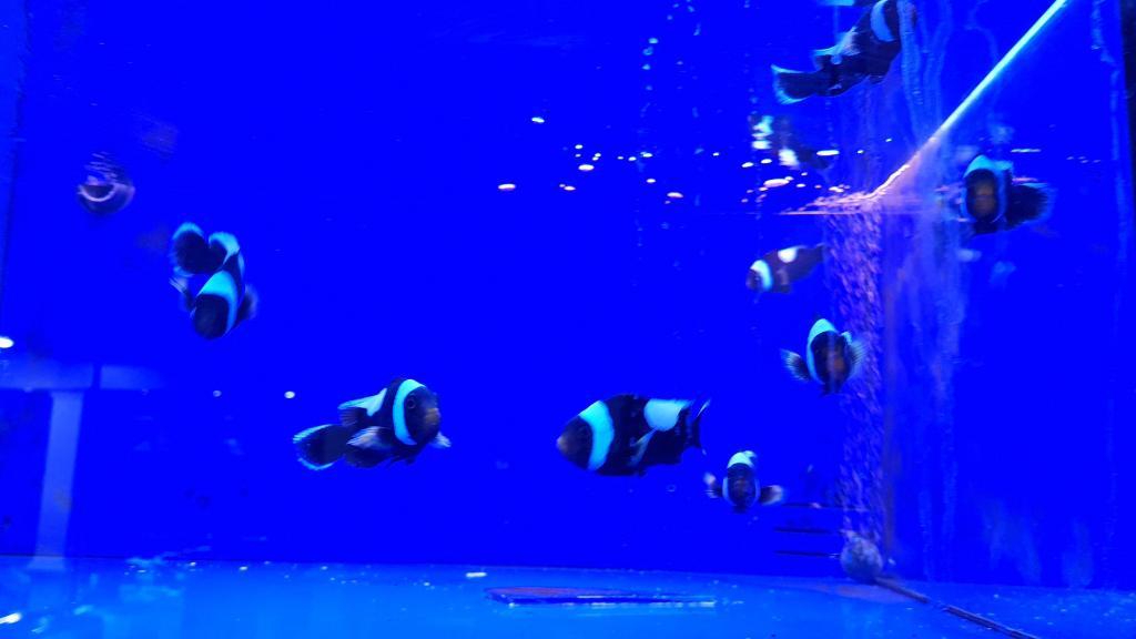 אקווריום סנטר אקווריום סנטר