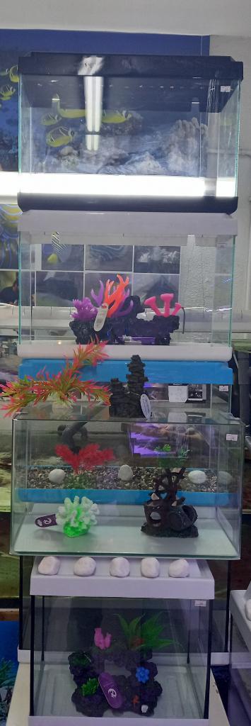 דיאקנטוס דיאקנטוס