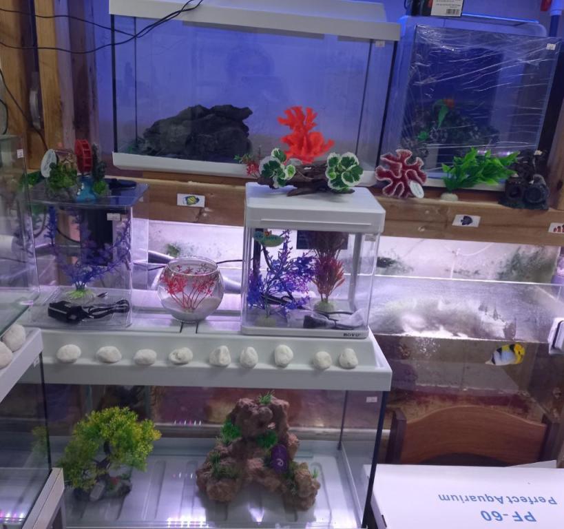 דיאקנטוס דיאקנטוס