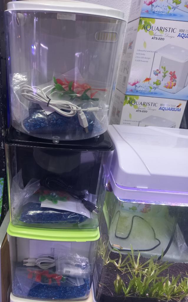 דיאקנטוס דיאקנטוס