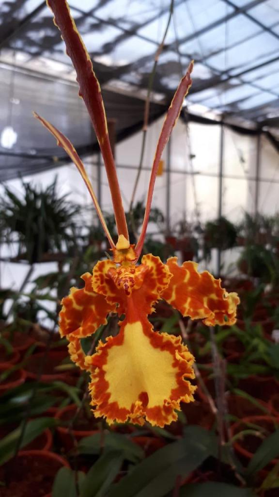 סחלבי מוריה סחלבי מוריה