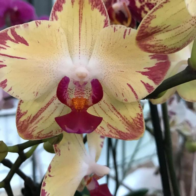 סחלבי מוריה סחלבי מוריה