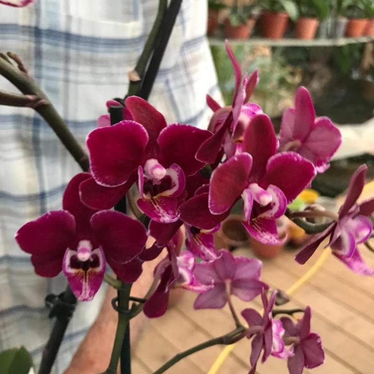 סחלבי מוריה סחלבי מוריה