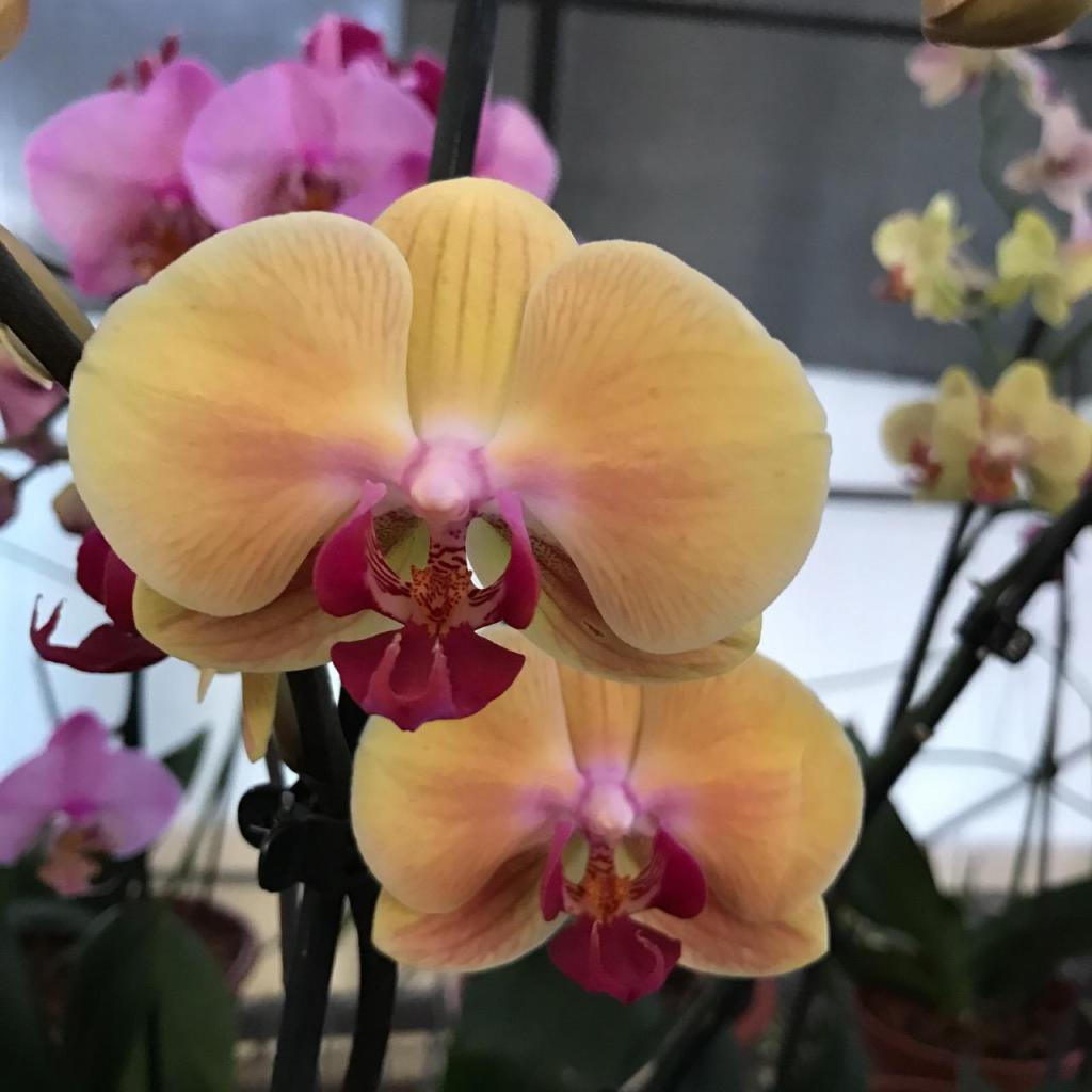 סחלבי מוריה סחלבי מוריה