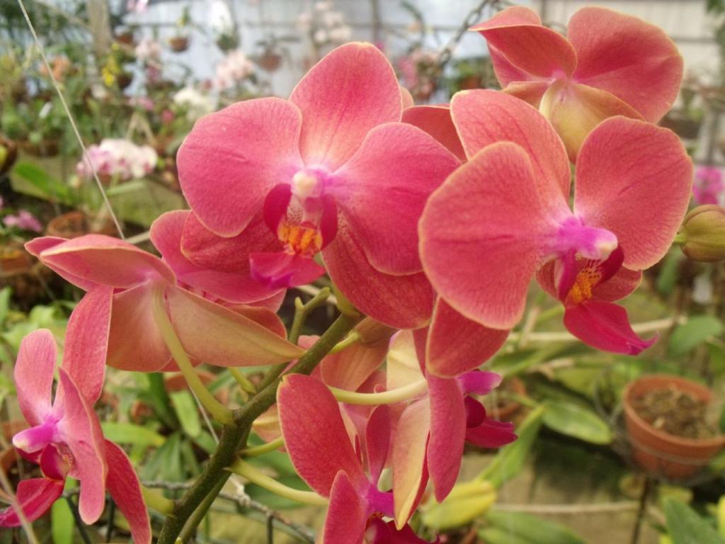 סחלבי מוריה סחלבי מוריה