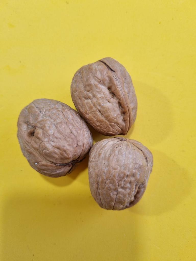 מלך השקל עפולה מלך השקל עפולה