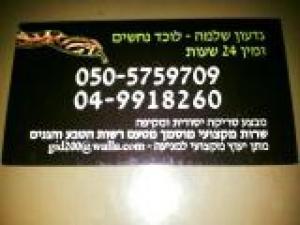 גדעון לוכד נחשים