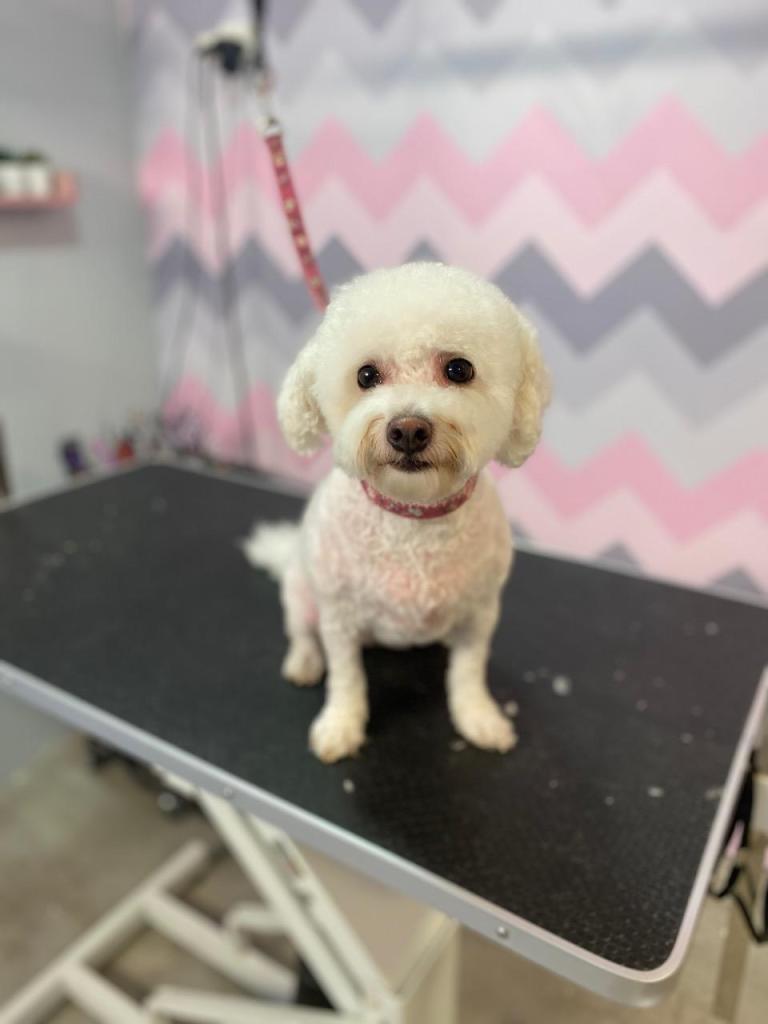 בובה'לה בובה'לה