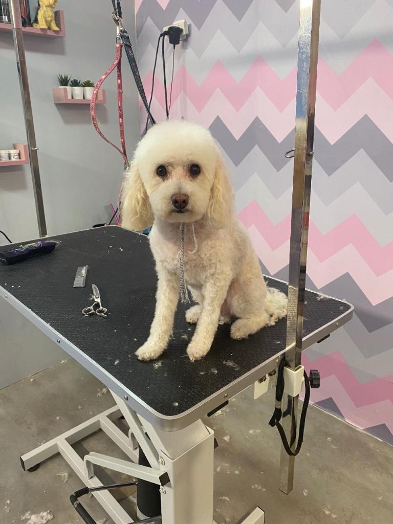 בובה'לה בובה'לה