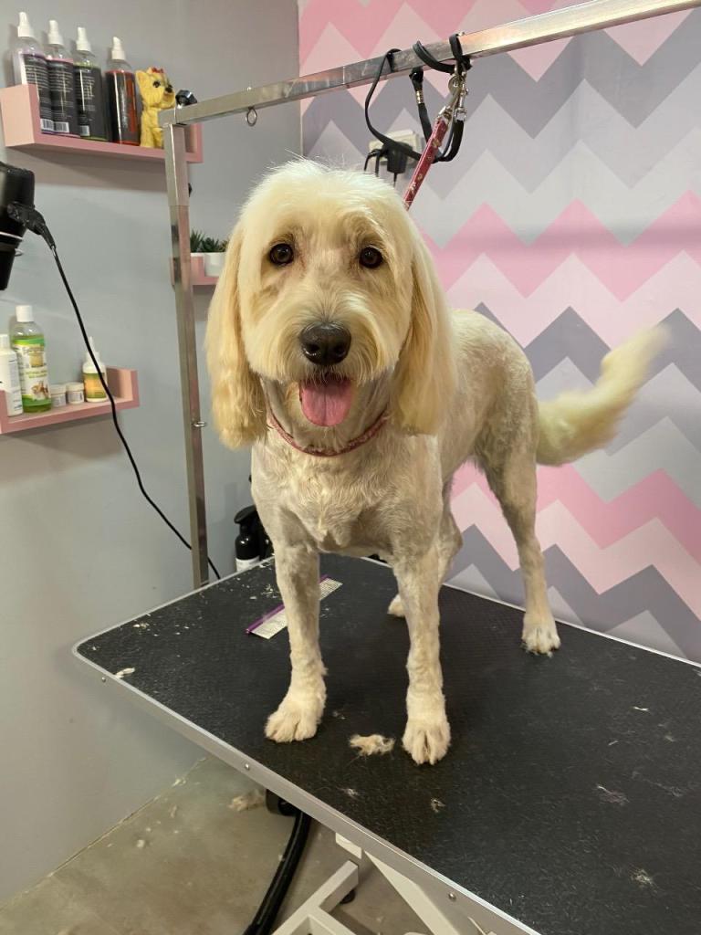 בובה'לה בובה'לה