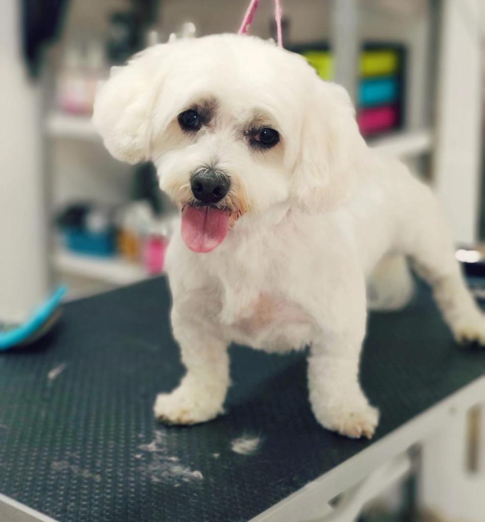 בובה'לה בובה'לה