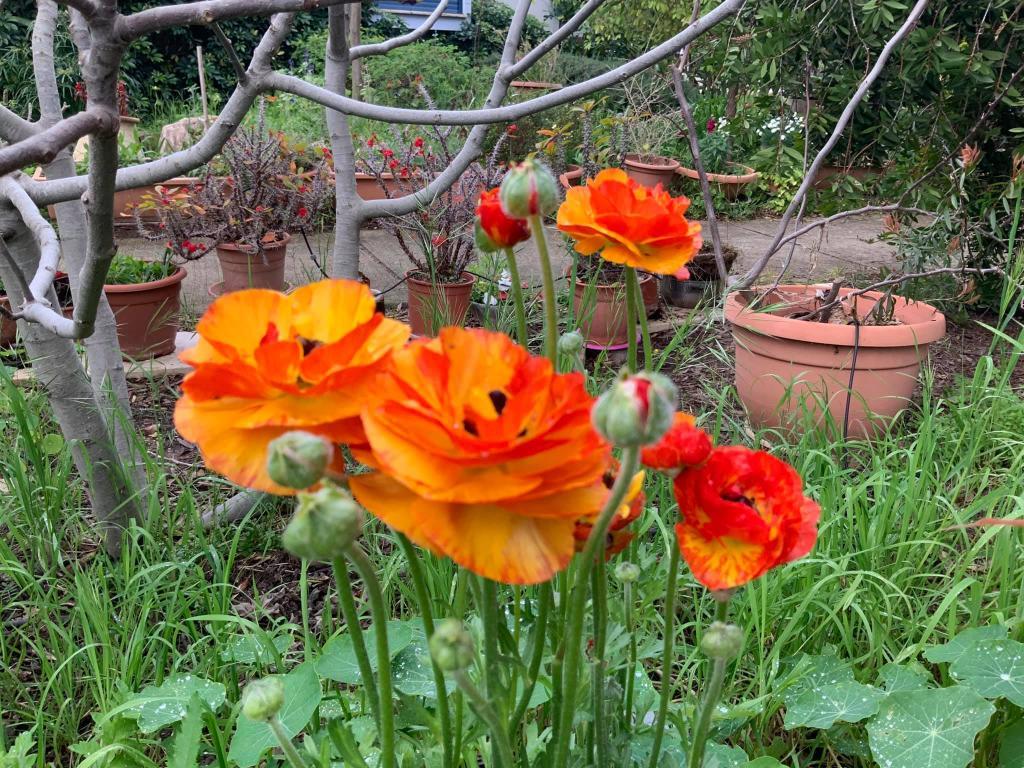 מרפא ופלא מרפא ופלא