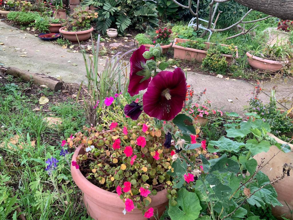 מרפא ופלא מרפא ופלא