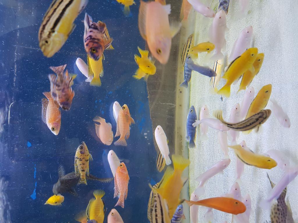 איציק דגים איציק דגים