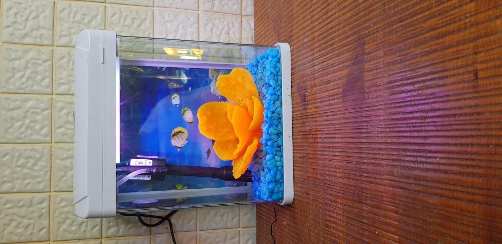 איציק דגים איציק דגים