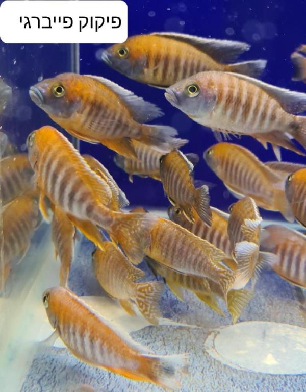 איציק דגים איציק דגים