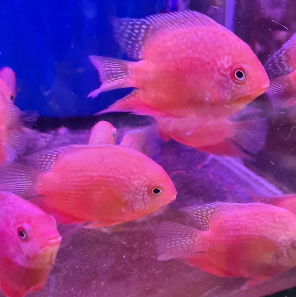 איציק דגים איציק דגים