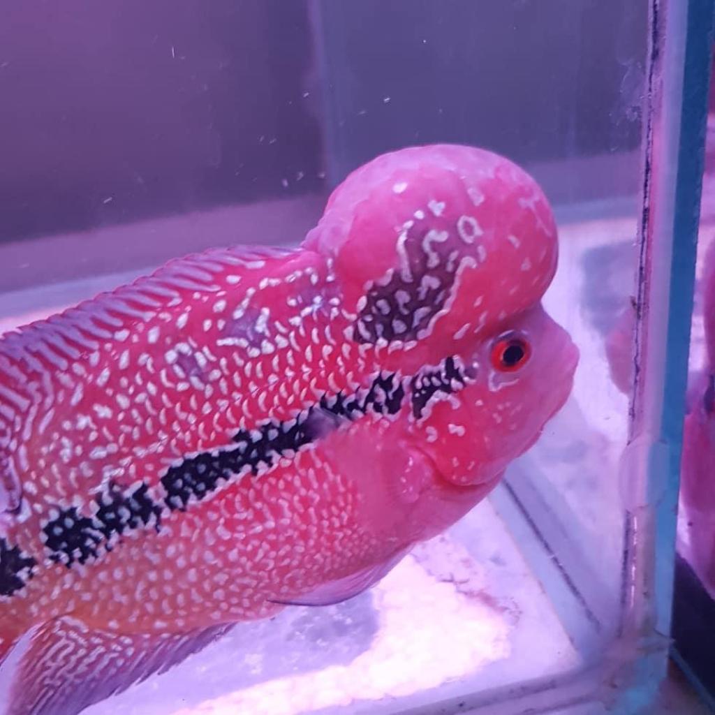 איציק דגים איציק דגים