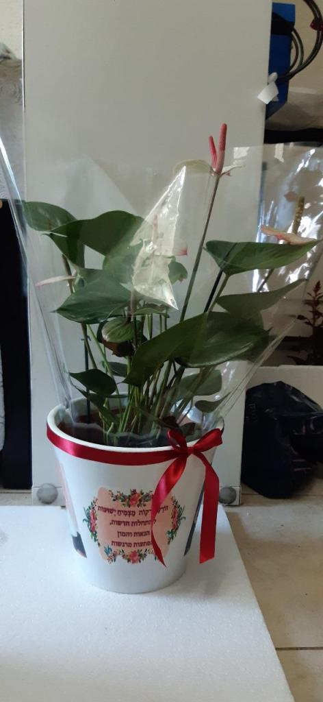 עציצי ברכה במיתוג אישי עציצי ברכה במיתוג אישי